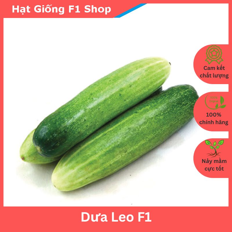 Hạt Giống Dưa Leo F1 Sai Trái