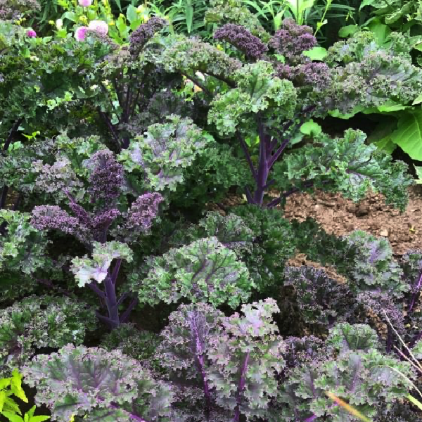 [Hạt giống Mỹ] Gói 50 hạt giống cải kale tím Scarlet