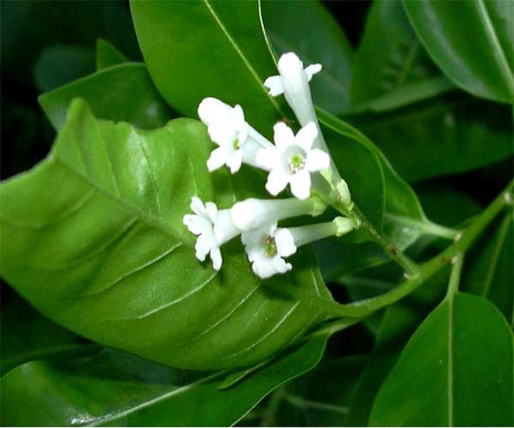 [HCM]hạt giống dạ lai Hương
