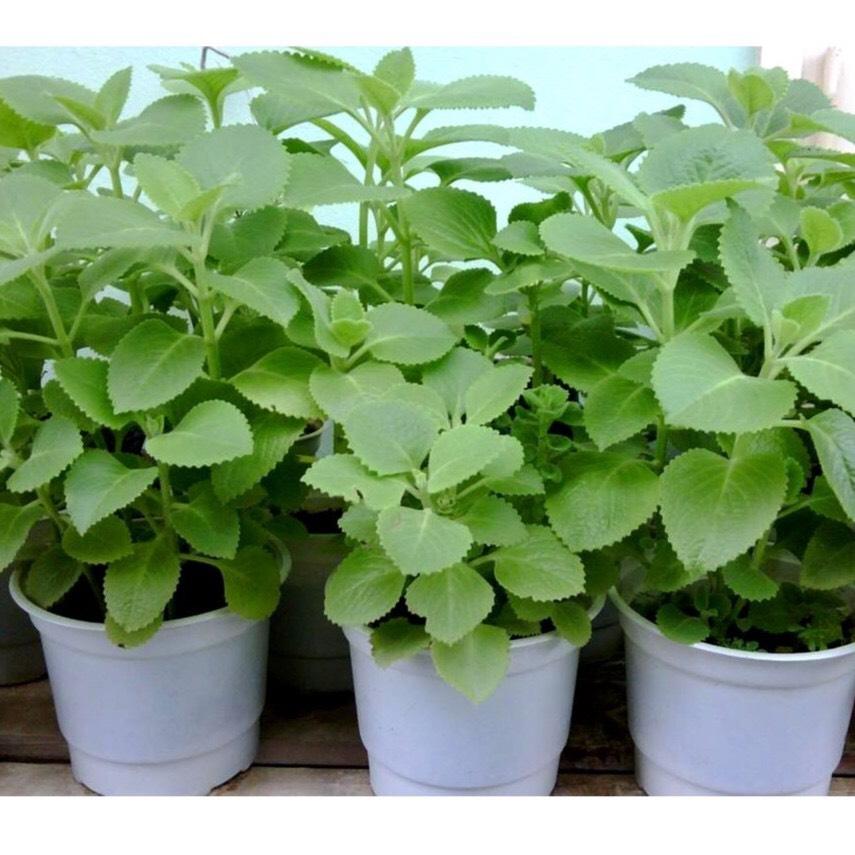 Hạt giống hùng chanh, rau tần 100 hạt