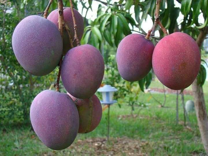 cây giống xoài tím
