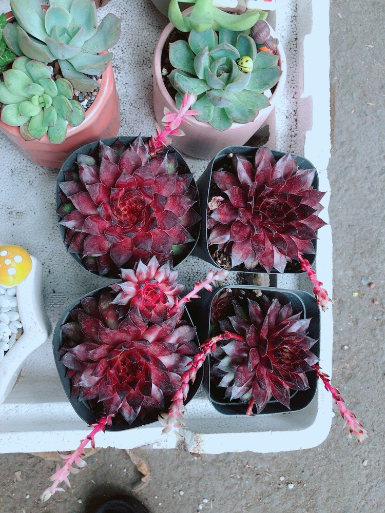 Sen Đá Phật Bà Đỏ