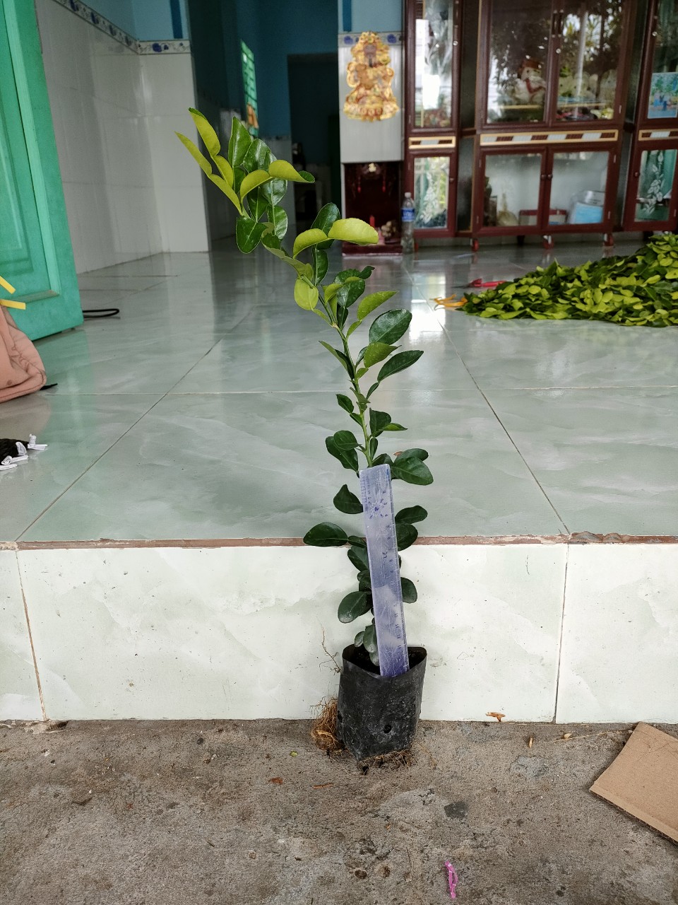 Cây Chanh Thái. Chanh Thái. cây chanh chúc.Cây chúc giống.