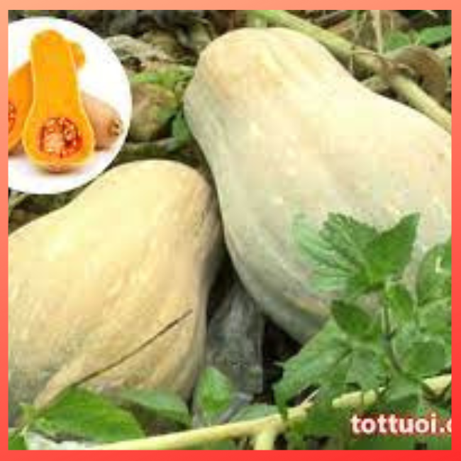10 HẠT GIỐNG BÍ DẺO SIÊU QUẢ
