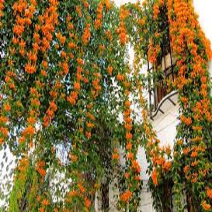 CHẬU CÂY GIỐNG HOA CHÙM ỚT( HOA RẠNG ĐÔNG)
