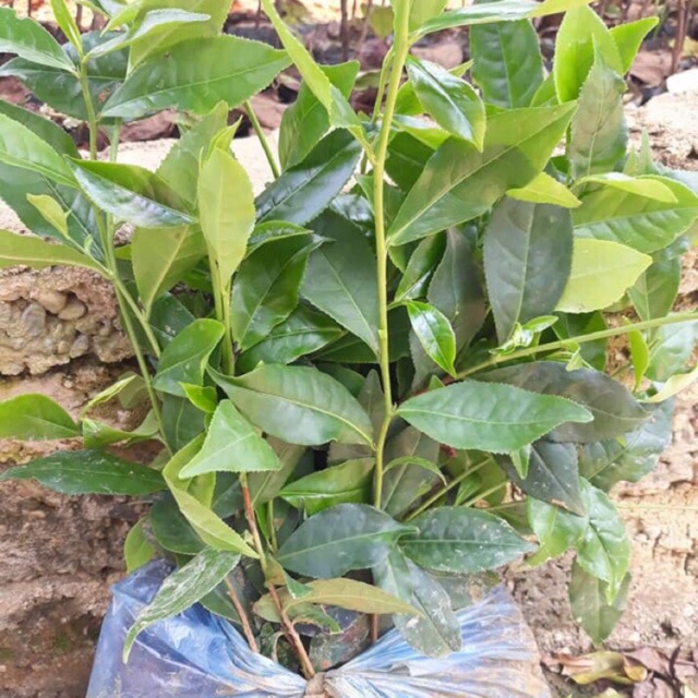 10 cây chè xanh