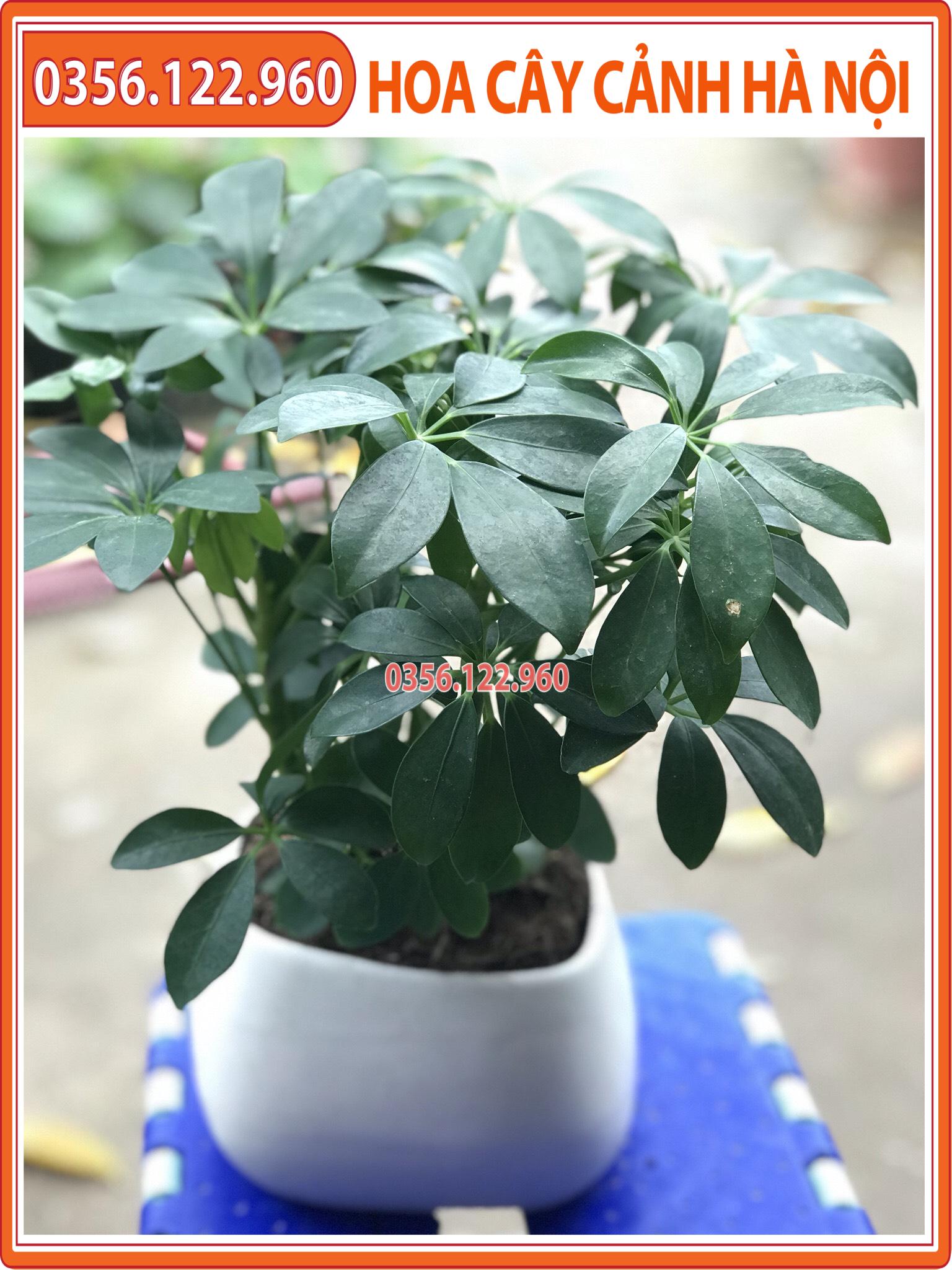 Cây ngũ gia bì để bàn