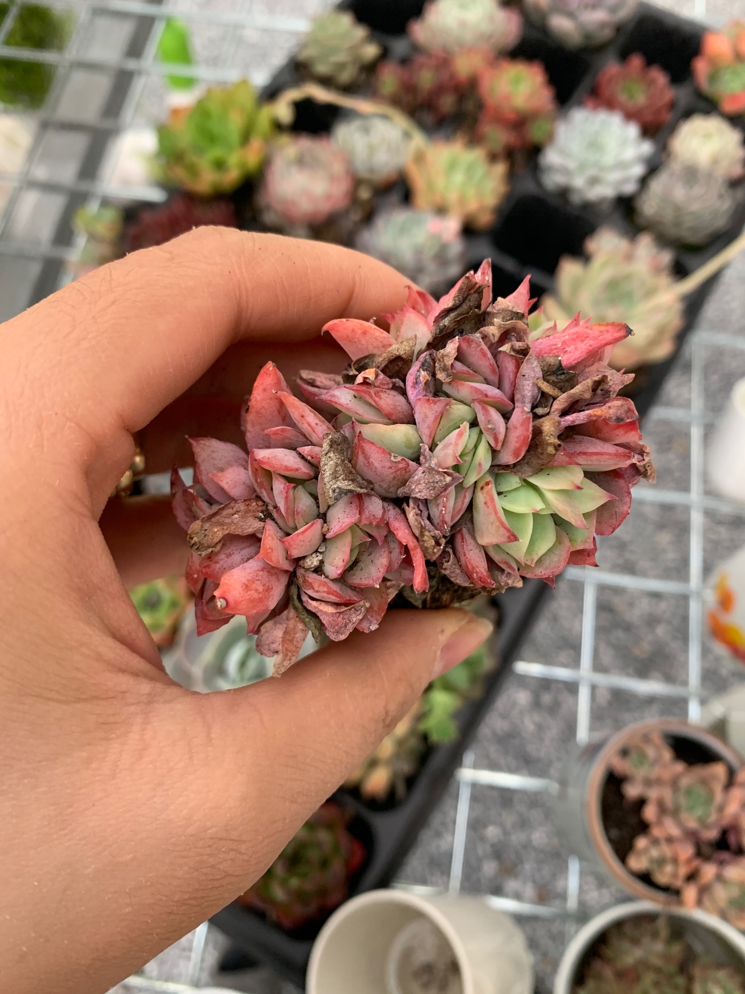 Sen đá chùm. Sen đá đẹp. Sen đá giống mới