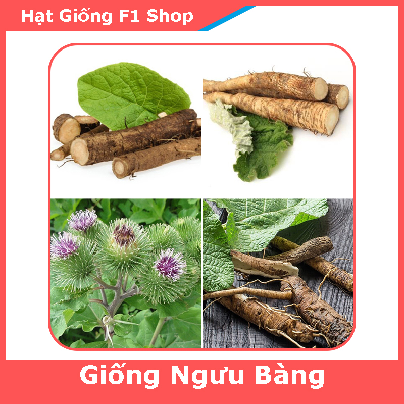 Hạt Giống Ngưu Bàng Thảo Dược (270.F1)