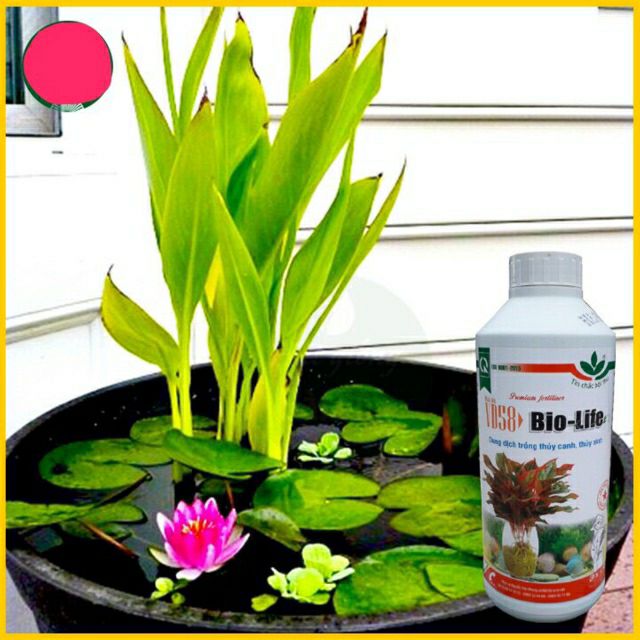 dung dịch thủy canh Bio Life chai 1lit