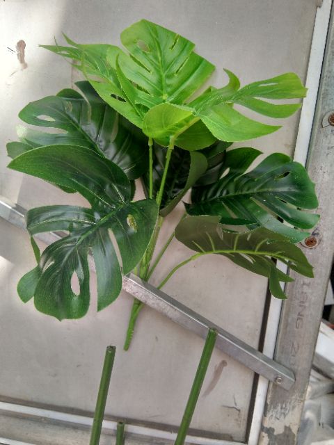 Cụm lá rùa 9lá, cao 30cm