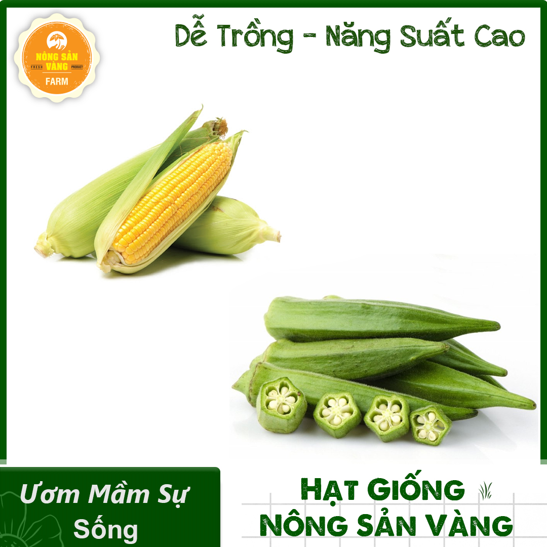 Combo 2 bulbs seeds (corn-okra) sweet set display, easy to grow, cultivated around five-shallow gold