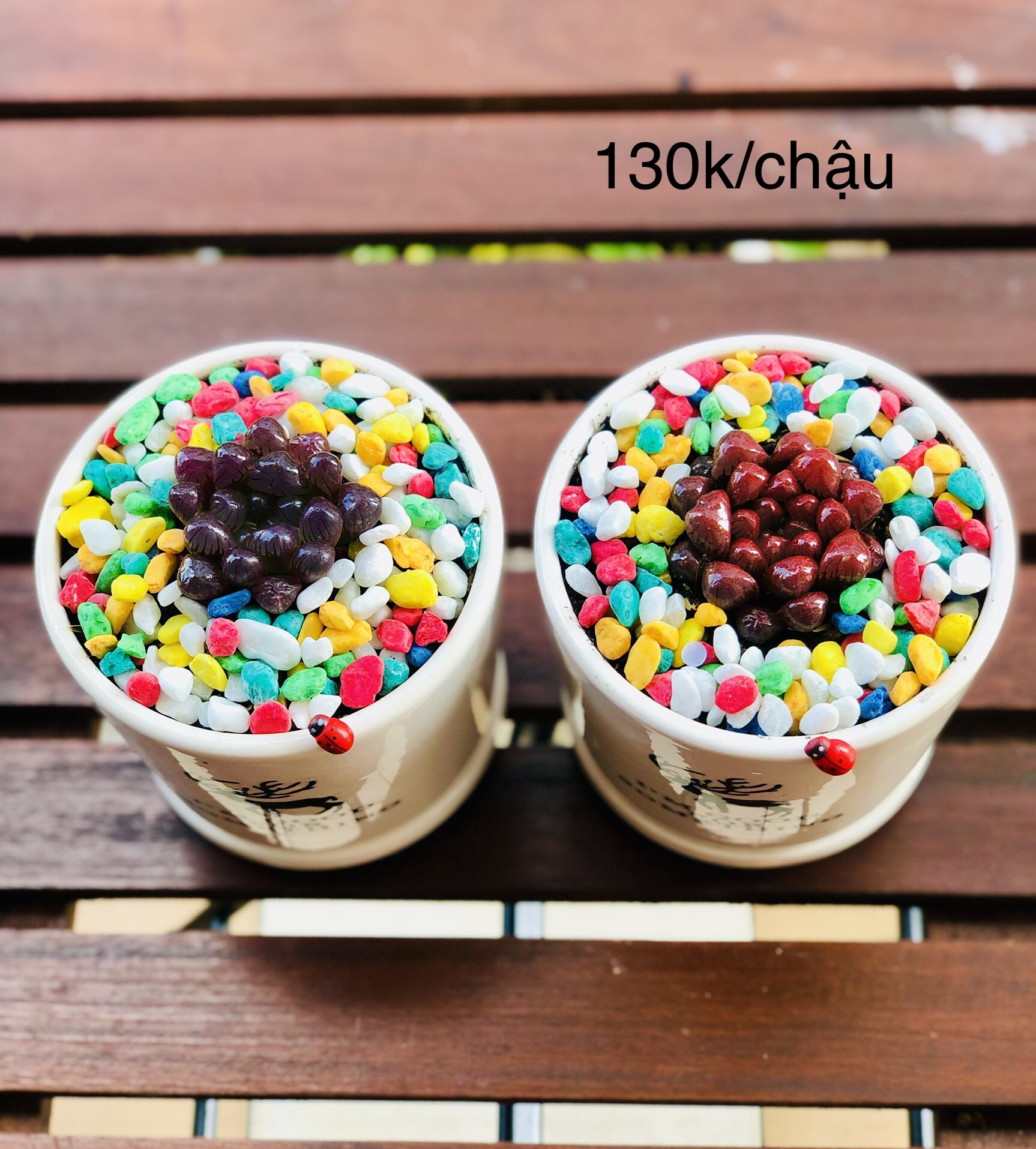 Chậu sen đá kim cường màu, bao gồm chậu