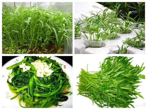 Hạt Giống Rau Muống Lá Tre Dễ Trồng