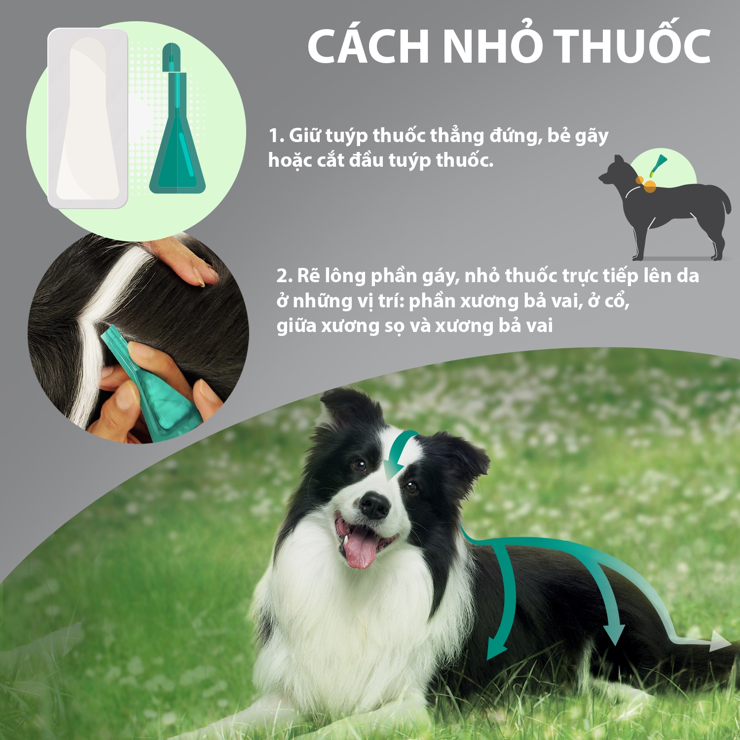 [COMBO TIẾT KIỆM] Xổ giun, phòng và trị ve, rận, bọ chét dành cho Chó