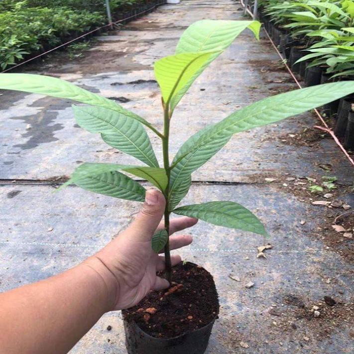 Cây hồng xiêm ruột đỏ khổng lồ quả to 1,5kg