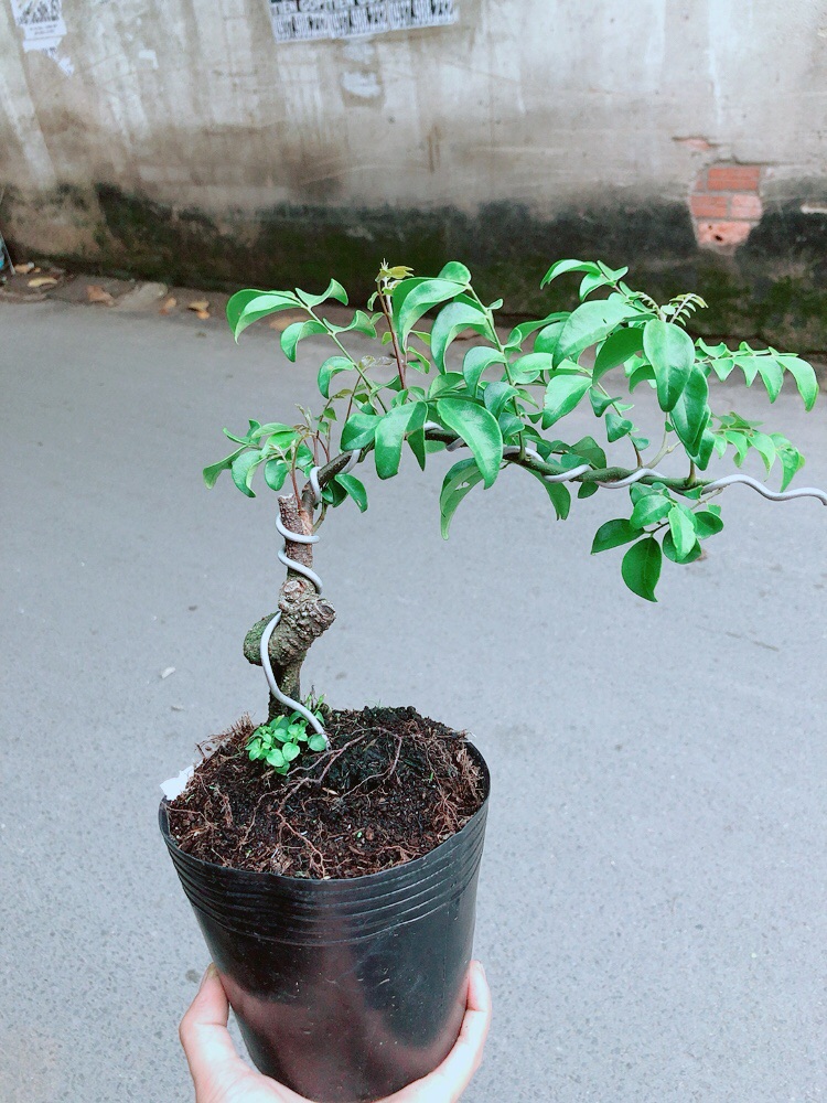 Cây Khế Bonsai
