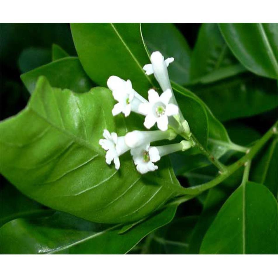 [HCM]Khu Vườn Hạt Giống Dạ Lai Hương .
