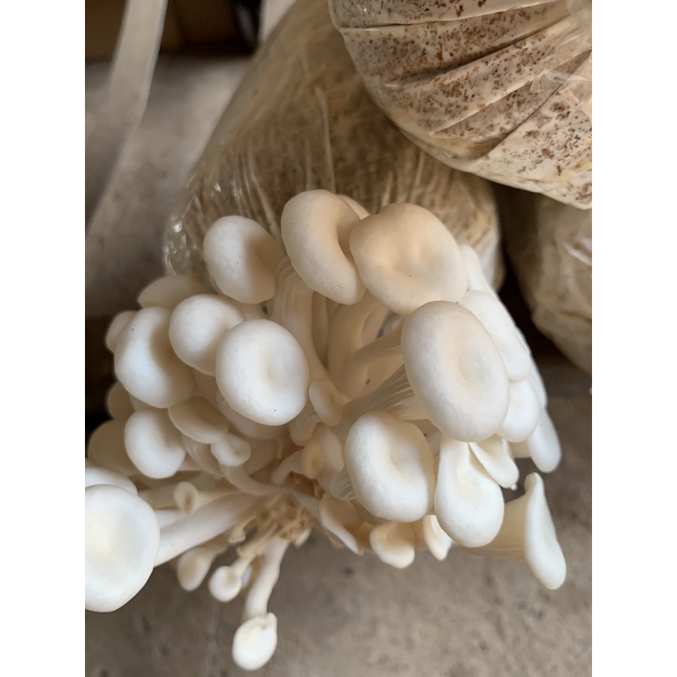 Phôi nấm Sò (1 kiện 14 bịch phôi)