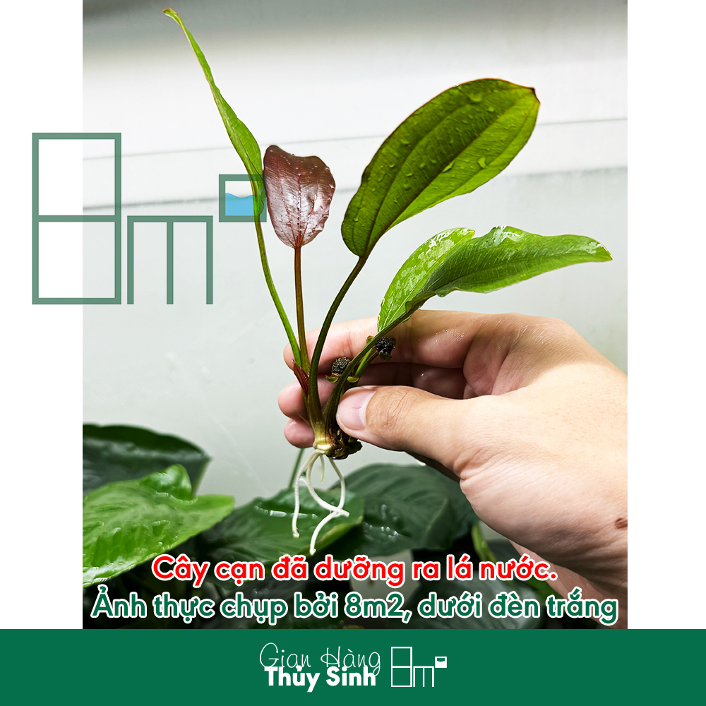 Trầu ruby , cây thủy sinh không co2, cắm nền, trung cảnh | 8m2