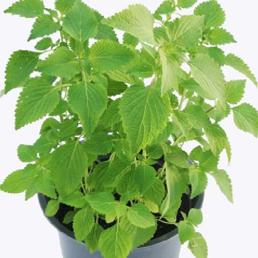 Hạt giống rau kinh giới -gói 2 gram