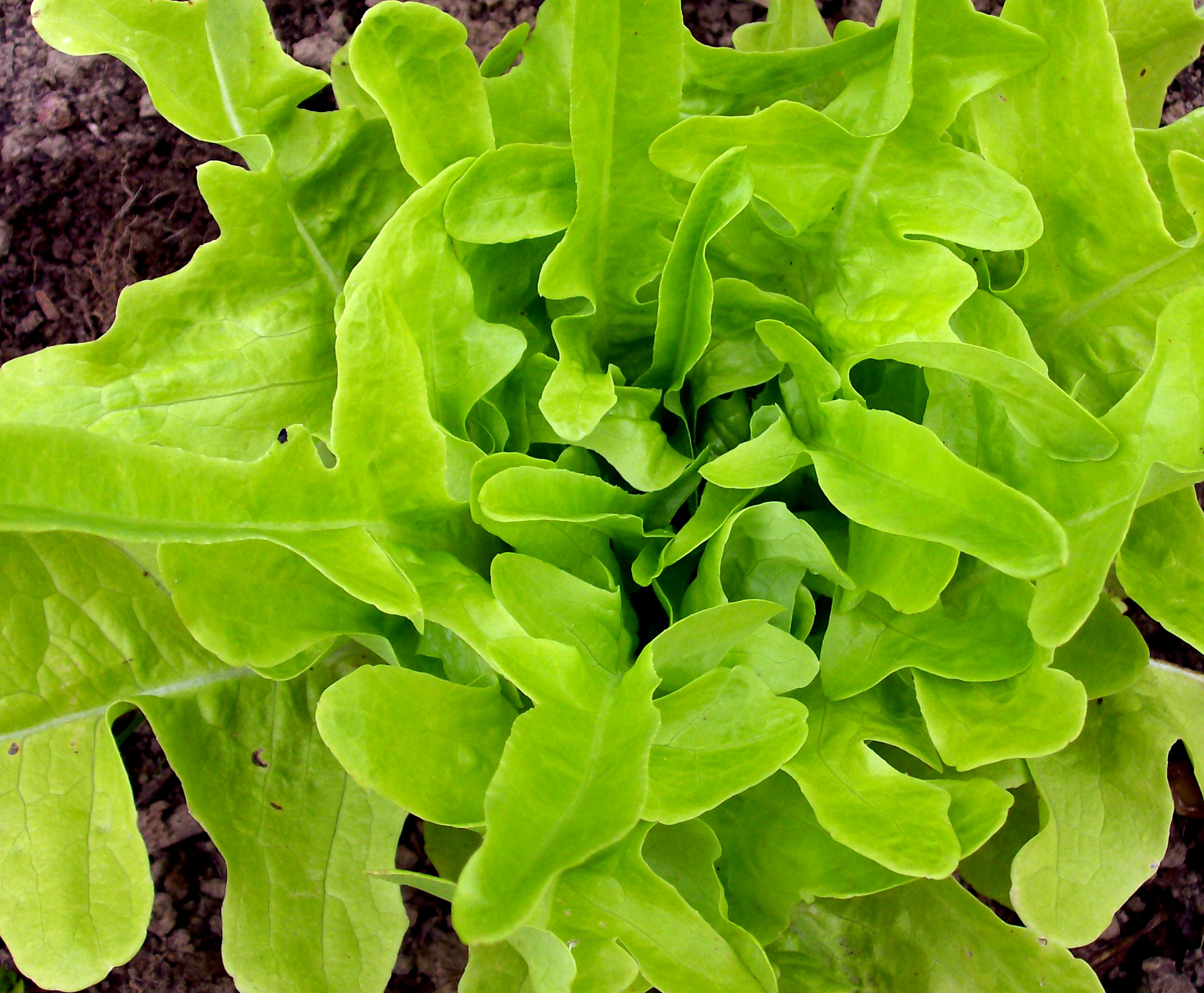 Hạt Giống Xà Lách Sồi Xanh (Oakleaf) Chịu Nhiệt Tốt, Trồng Quanh Năm