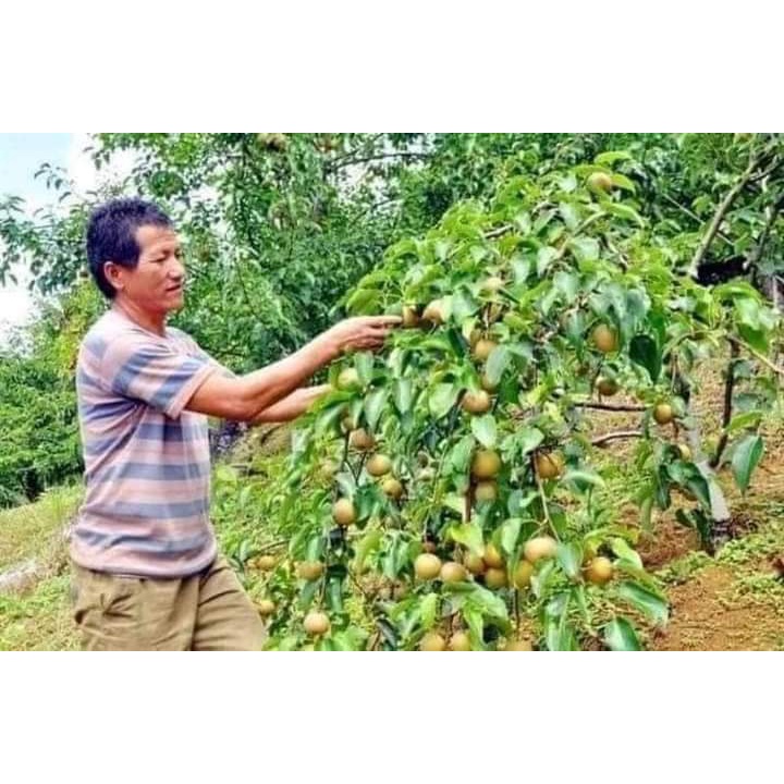 Giống cây lê nâu _cây giống cao nguyên xanh