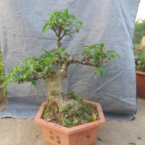 Cây sung bonsai để bàn