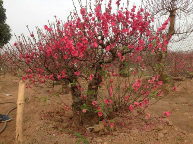CÂY GIỐNG HOA ĐÀO BÍCH