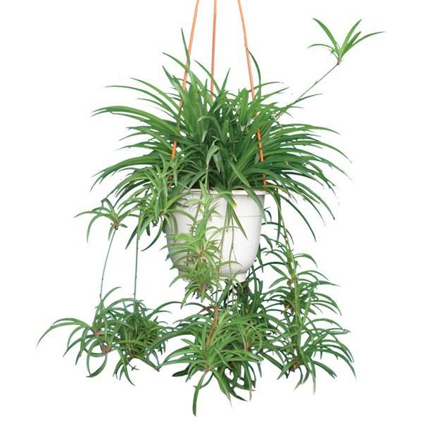 CHẬU CÂY CẢNH LAN CHI( CÂY MẪU TỬ,CÂY DÂY NHỆN) ĐẸP NHÀ