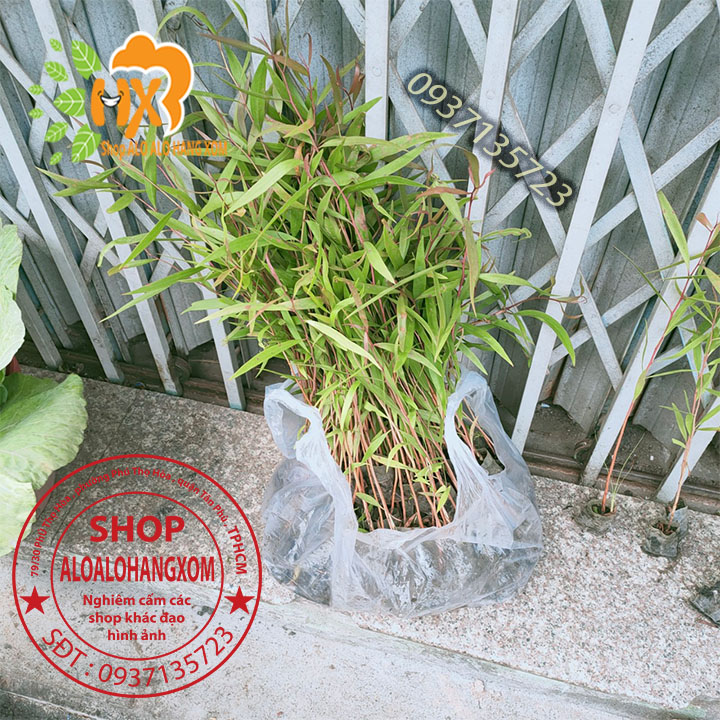 Combo 50 cây tràm úc -cây giống