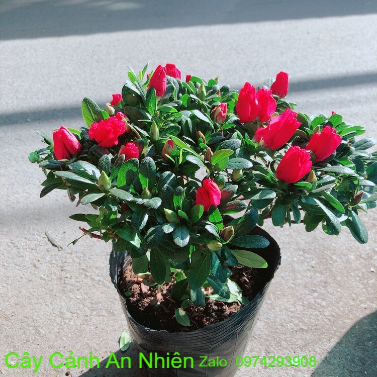 Cây đỗ quyên cao 30cm ngang 30cm