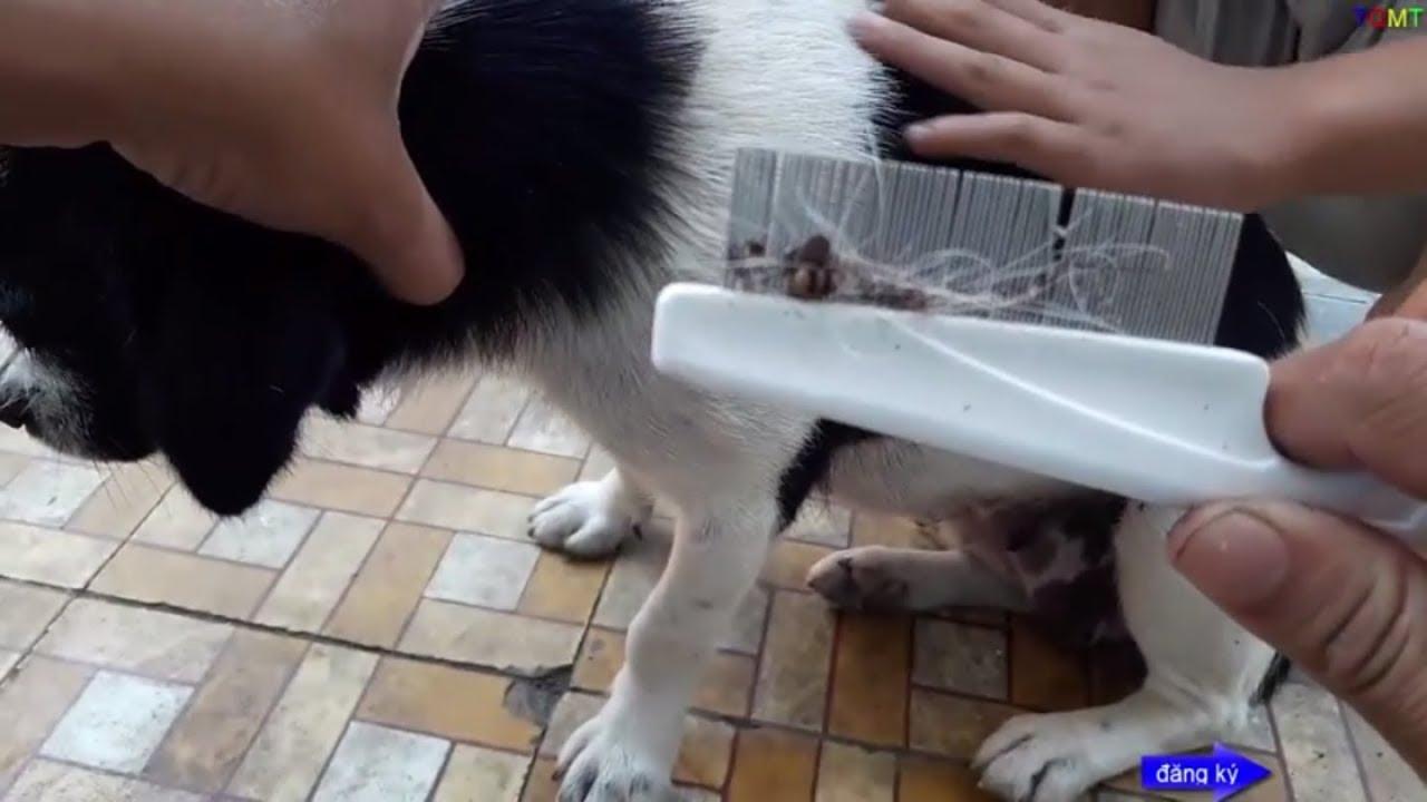 Lược ve rận chó mèo 2 loại chải lông chó