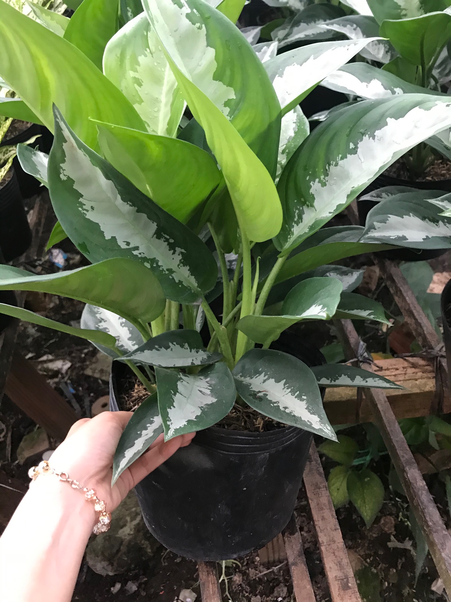 Cây thanh lam + tặng phân bón cho cây mau lớn