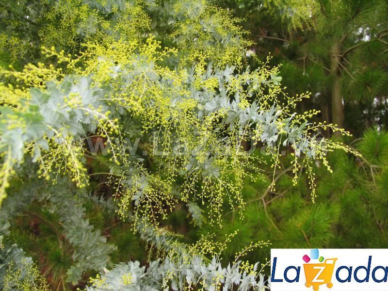 50h Hạt Giống Cây Mimosa Lá Me (| -KD: B21*X55*M224)