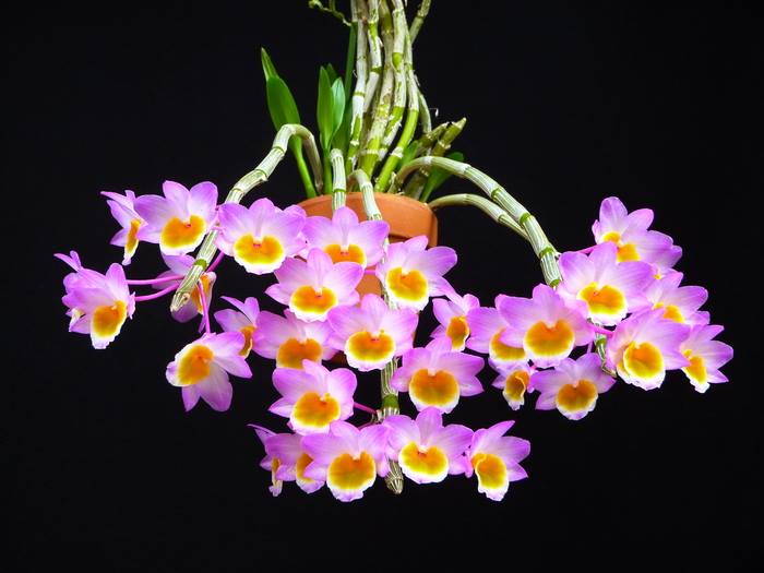 lan long tu đá hoa tím