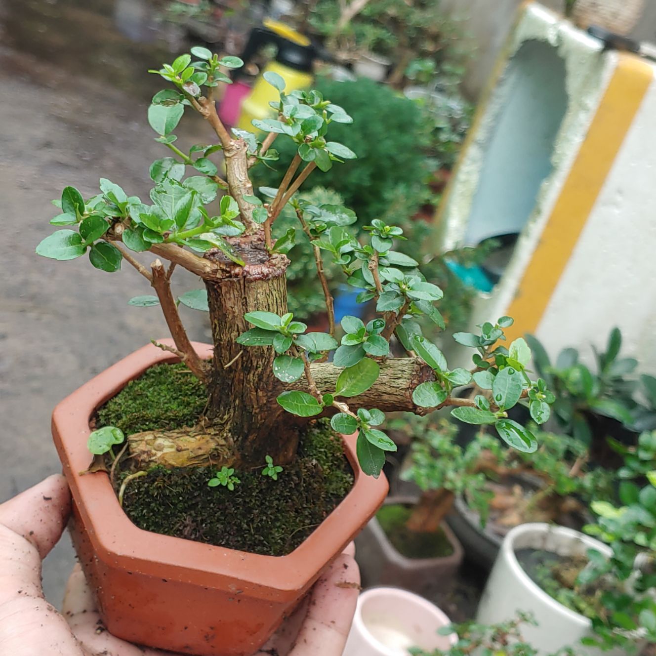 Sam hương mini gốc cỡ ngón tay