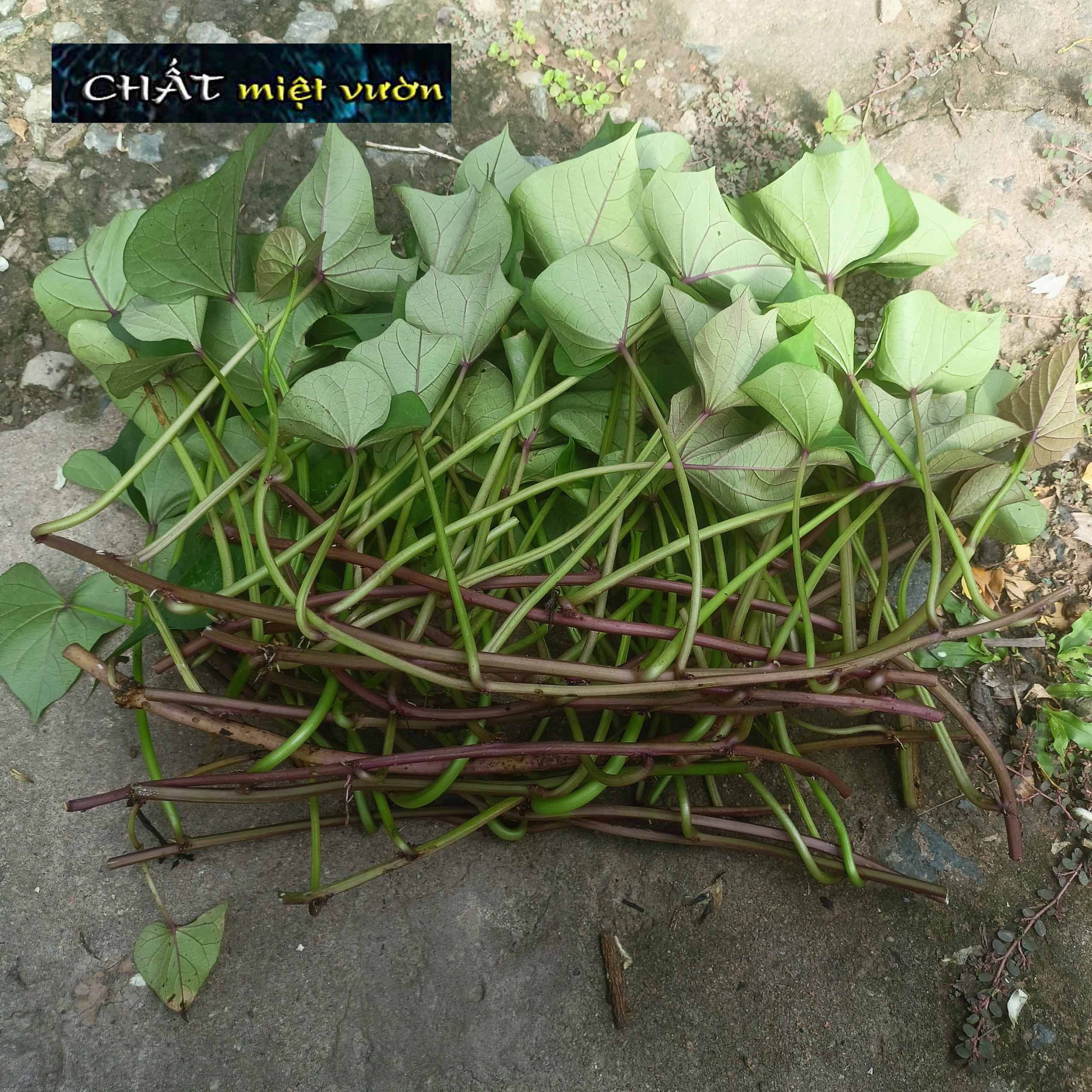 Bó 10 Dây khoai lang giống siêu củ/siêu đọt (1 cây giống đỏ/xanh dài ~35cm)