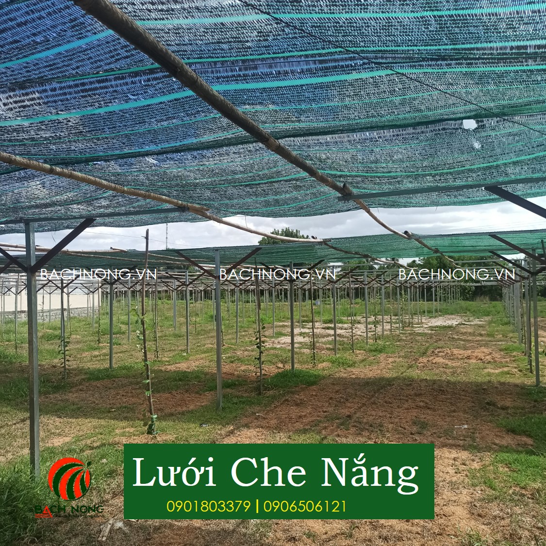 Tấm Lưới Che Nắng 2mx10m, Lưới Thái che phủ 70%