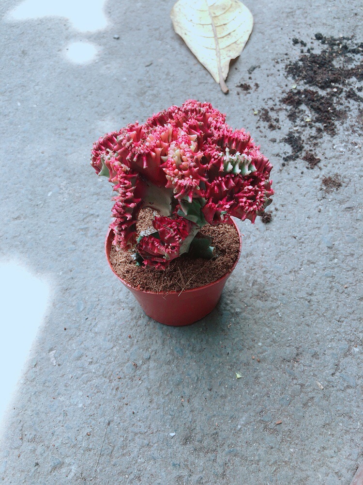 Xương Rồng Vạn Lý