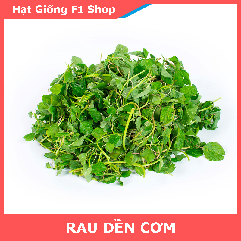 Hạt Giống Rau Dền Cơm Thân To Ăn Ngon