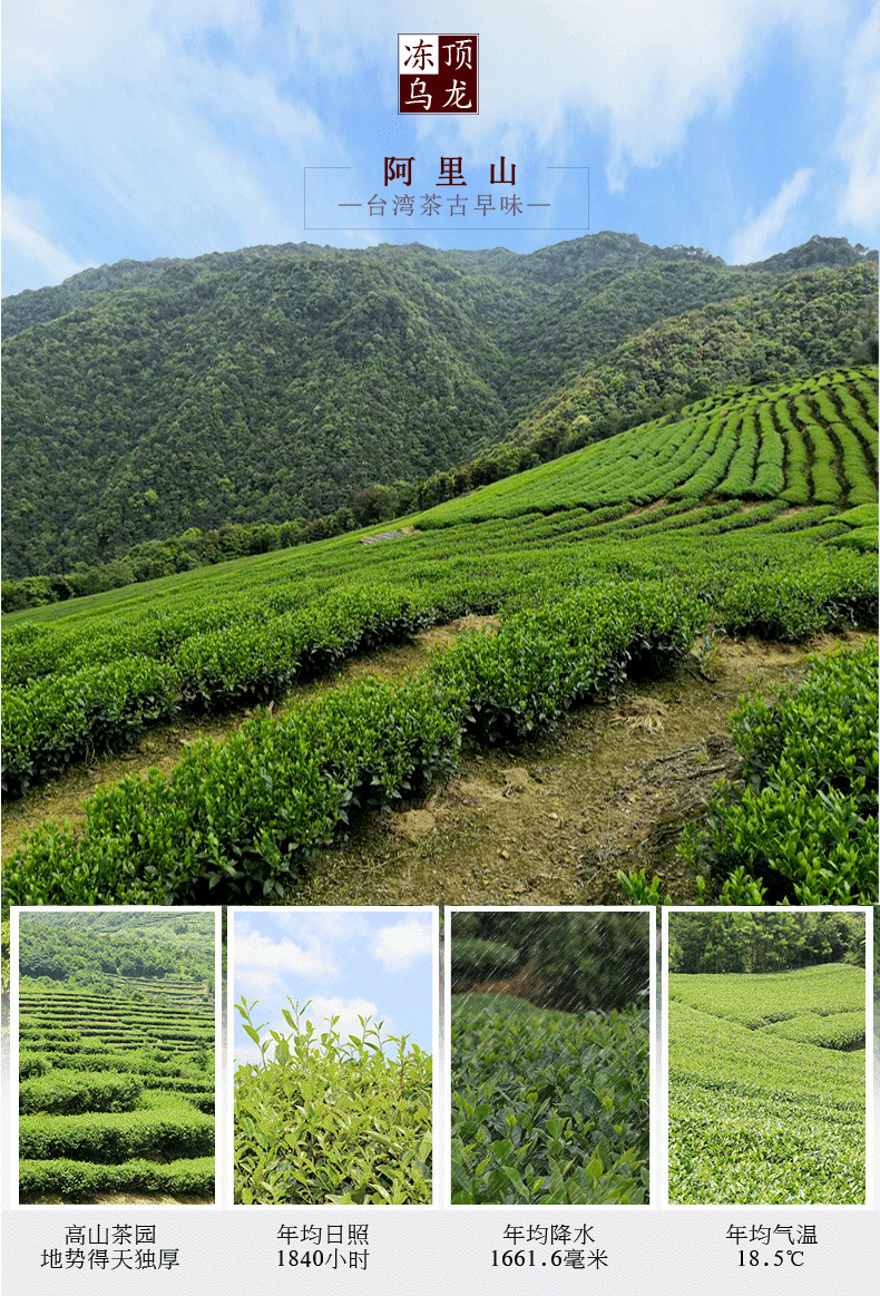 Trà ô long Alishan (A Lý Sơn), Trà ô long Đài Loan cao cấp