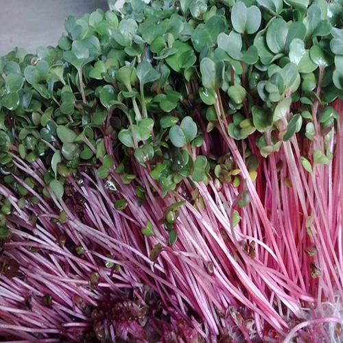 Hạt giống Mầm củ cải đỏ ( ITALIA ) - gói 30gr