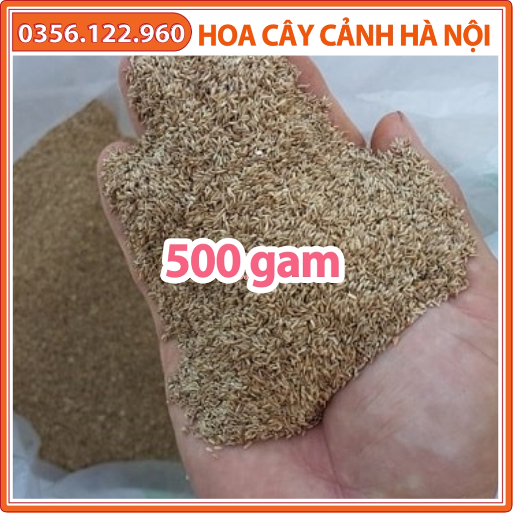 Hạt giống cỏ Barmuda (cỏ chỉ, cỏ gà) 500g - cỏ sân vườn, công trình, chăn nuôi