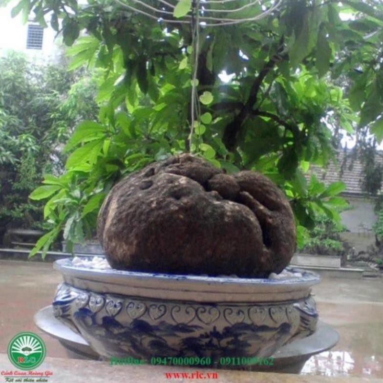 Củ Bình Vôi