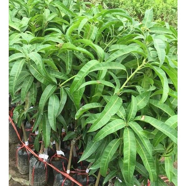 Cây giống Xoài Tứ Quý ( CÂY GHÉP MAU TRÁI ) ( sản phẩm có bảo hành đỏi trả)