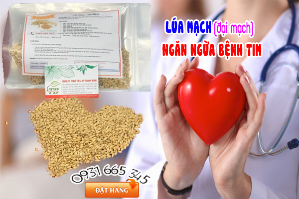 Lúa Mạch Đại Mạch 100g Khô Hàng Cty - Thảo Dược Thanh Bình
