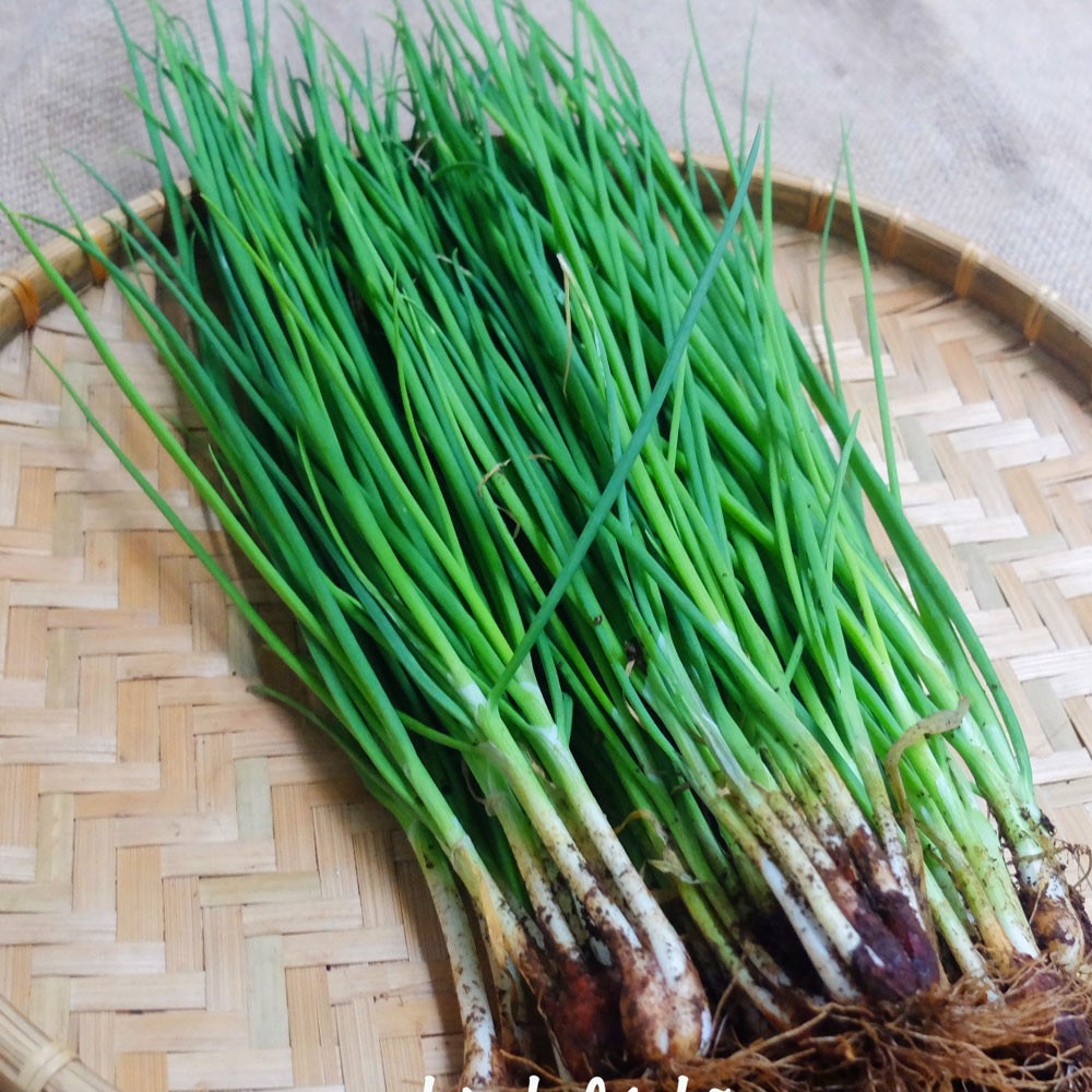 Hạt giống Hành Lá, hàng Công ty Thuận Điền