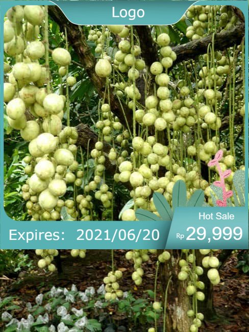 Cây giống dâu da xanh siêu ngọt can kết chuẩn cây