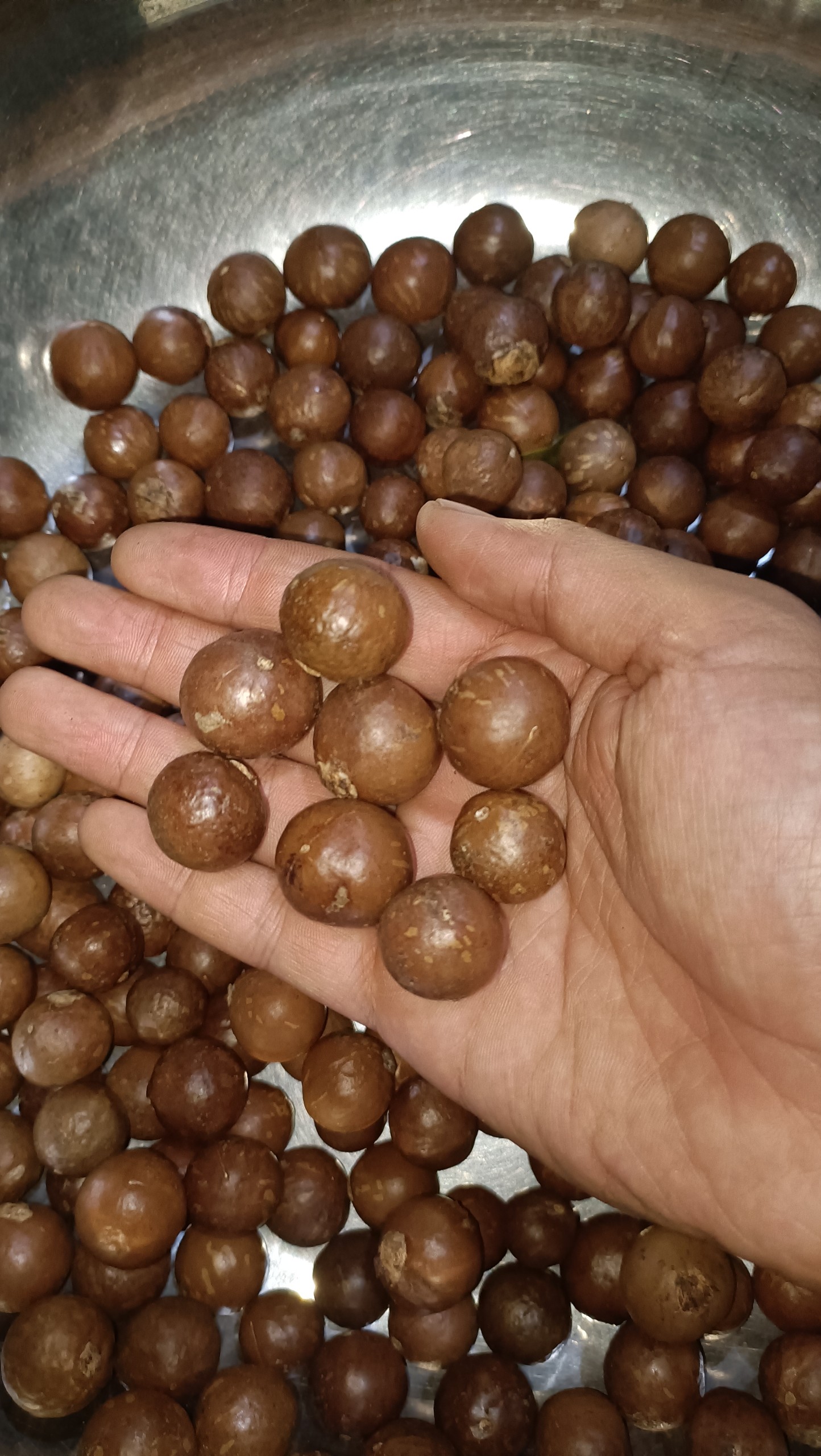1kg hạt giống cây mắc ca